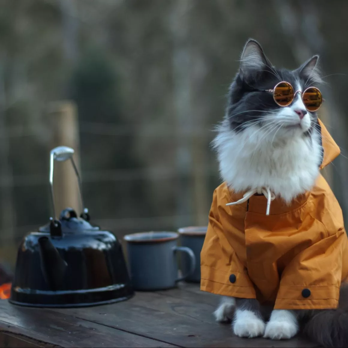 Van Life Cats cat wearing rain coat and sunglasses on picnic table at a campsite.
